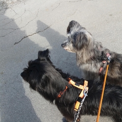 Hundetreffen 2018 im Allgäu (11)